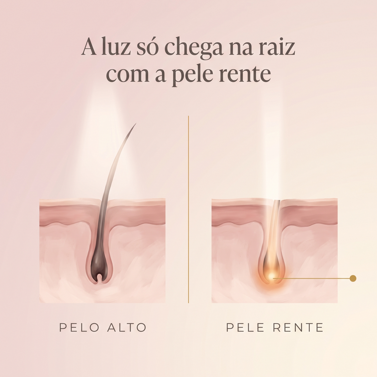 A luz só chega na raiz com a pele rente — corte da pele com pelo alto e com pele rente